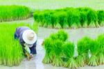 Thailand Farmers Rice Planting Working Stock Photo