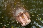 Hippopotamus Open Mouth In Water Stock Photo