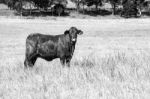 Country Cows Stock Photo