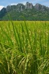 Rice Field Stock Photo