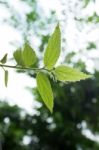 Close Up Jamaican Cherry Leaves Stock Photo