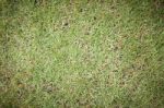 Green Grass Surface Background Stock Photo