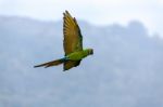 Military Macaw (ara Militaris) Stock Photo