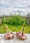 Two Bundles Of Garlic Lying On The Table Stock Photo