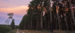 Pine Trees Forest In The Late Afternoon Stock Photo