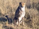 Cheetah In Namibia Stock Photo