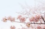 Cherry Blossom With Soft Focus, Sakura Season In Korea,background Stock Photo