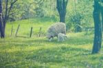 Sheep And Lamb On Green Field Stock Photo