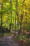 Forest Trail In The Fall Stock Photo