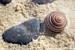 Small Sundial Seashell Stock Photo