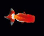 Top View Lionhead Goldfish  Stock Photo