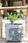 Green Plant In Stone Pot With Sunshie Stock Photo