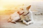 A White Dog Lying On The Park Stock Photo