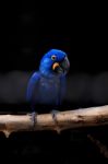 Hyacinth Macaw Close Up Stock Photo