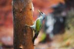 Gray-headed Woodpecker In A Rainy Spring Forest Stock Photo