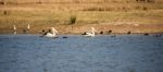 Pelicans Swimming In The Lake During The Day Stock Photo