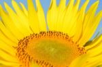 Sunflower Stock Photo