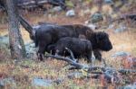 American Bison (bison Bison) Stock Photo