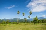 Palm Trees Stock Photo