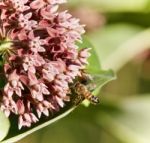 Isolated Photo Of A Honeybee Flying Near Flowers Stock Photo