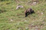 Brown Bear In Asturian Lands Stock Photo