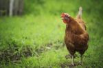 Chicken In Farm Stock Photo