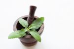 Holy Basil In Wooden Mortar  On White Background Stock Photo