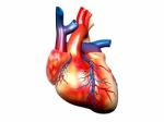 Human Heart Stock Photo