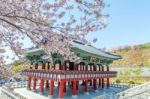 Gyeongbokgung Palace With Cherry Blossom In Spring,korea Stock Photo