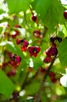 European Spindle Tree - Euonymus Europaeus Stock Photo