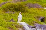 Nazca Booby In Galapagos Stock Photo