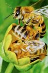 Three Bees On A Flower Stock Photo