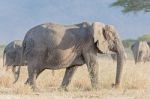 African Elephant In Serengeti National Park Stock Photo