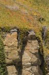 Ice Plant On The Coastline Rocks Stock Photo