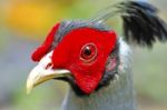 Siamese Fireback Stock Photo