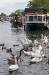 Windsor, Maidenhead & Windsor/uk - July 22 : Boats And Birds Alo Stock Photo