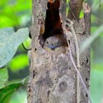 Female Orange-breasted Trogon Stock Photo