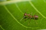 Red Ant On Green Leaf Stock Photo