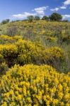 Algarve Countryside Hills With Yellow Bushes In Spring Stock Photo