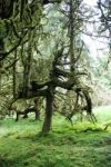 Spooky Tree Stock Photo