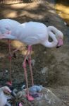 Fuengirola, Andalucia/spain - July 4 : Greater Flamingos (phoeni Stock Photo