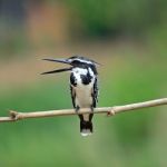 Female Pied Kingfisher Stock Photo