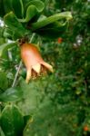 Pomegranate Tree In Benalmadena Stock Photo