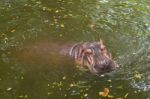 Hippopotamus Swimming In Water Stock Photo