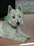 West Highland Terrier Stock Photo