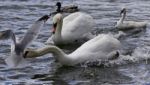 Amazing Moment With A Swan Caught A Gull Stock Photo