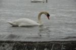 Swan Stock Photo