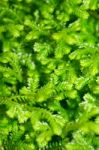 Selaginella Kraussiana Green Small Plant Stock Photo