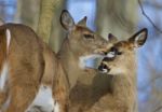 Beautiful Photo Of A Pair Of The Cute Wild Deers Stock Photo