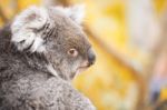 Koala By Itself In A Tree Stock Photo